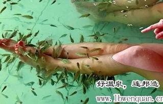 小助理爆料西鱼视频,小助理独家爆料，带你探秘热门短视频平台幕后故事